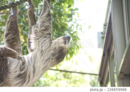 木にぶら下がるナマケモノ 木にぶら下がるナマケモノ 126659986