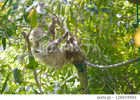 木にぶら下がるナマケモノ 126659992