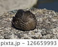 岩の上で休むマガモ 126659993