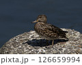海岸にやって来たマガモ 126659994