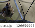 枝にとまるシロハラ 126659995
