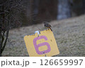 冬の公園の看板にとまるジョウビタキ 126659997