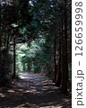木々に囲まれた道 126659998