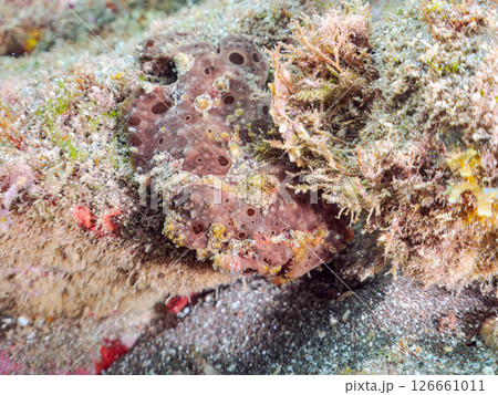 エスカを振って魚を呼び寄せて狩る、巨大なオオモンカエルアンコウ。 伊豆半島賀茂郡南伊豆町中木ヒリゾ浜 126661011