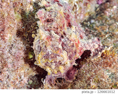 エスカを振って魚を呼び寄せて狩る、巨大なオオモンカエルアンコウ。 伊豆半島賀茂郡南伊豆町中木ヒリゾ浜 126661012