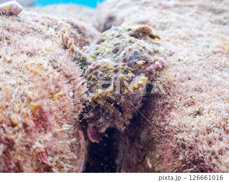 エスカを振って魚を呼び寄せて狩る、巨大なオオモンカエルアンコウ。 伊豆半島賀茂郡南伊豆町中木ヒリゾ浜 126661016