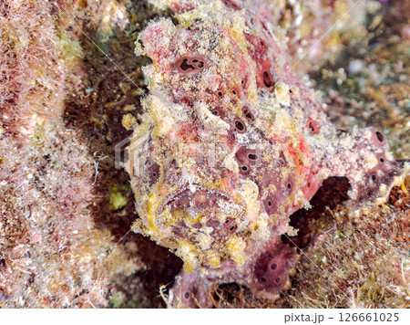 エスカを振って魚を呼び寄せて狩る、巨大なオオモンカエルアンコウ。 伊豆半島賀茂郡南伊豆町中木ヒリゾ浜 エスカを振って魚を呼び寄せて狩る、巨大なオオモンカエルアンコウ。 伊豆半島賀茂郡南伊豆町中木ヒリゾ浜 126661025