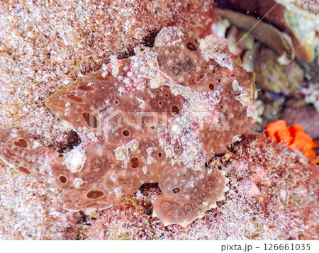 エスカを振って魚を呼び寄せて狩る、巨大なオオモンカエルアンコウ。 伊豆半島賀茂郡南伊豆町中木ヒリゾ浜 126661035