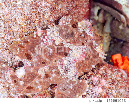 エスカを振って魚を呼び寄せて狩る、巨大なオオモンカエルアンコウ。 伊豆半島賀茂郡南伊豆町中木ヒリゾ浜 126661038
