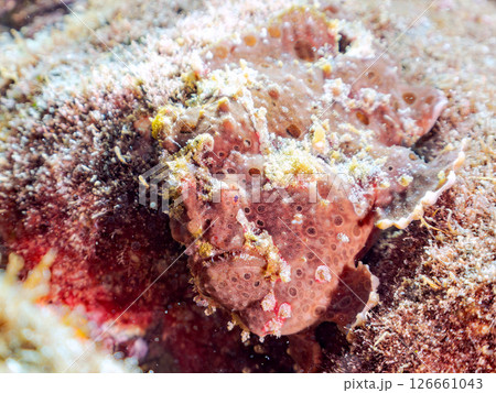 エスカを振って魚を呼び寄せて狩る、巨大なオオモンカエルアンコウ。 伊豆半島賀茂郡南伊豆町中木ヒリゾ浜 126661043