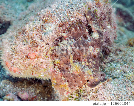 エスカを振って魚を呼び寄せて狩る、巨大なオオモンカエルアンコウ。 伊豆半島賀茂郡南伊豆町中木ヒリゾ浜 126661044