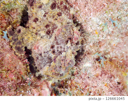 エスカを振って魚を呼び寄せて狩る、巨大なオオモンカエルアンコウ。 伊豆半島賀茂郡南伊豆町中木ヒリゾ浜 126661045