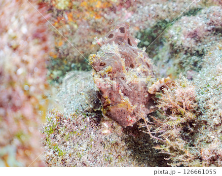 エスカを振って魚を呼び寄せて狩る、巨大なオオモンカエルアンコウ。 伊豆半島賀茂郡南伊豆町中木ヒリゾ浜 126661055