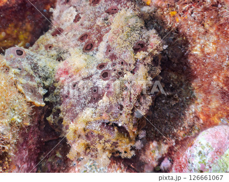 エスカを振って魚を呼び寄せて狩る、巨大なオオモンカエルアンコウ。 伊豆半島賀茂郡南伊豆町中木ヒリゾ浜 エスカを振って魚を呼び寄せて狩る、巨大なオオモンカエルアンコウ。 伊豆半島賀茂郡南伊豆町中木ヒリゾ浜 126661067