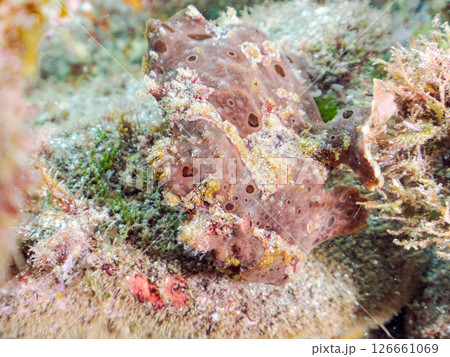 エスカを振って魚を呼び寄せて狩る、巨大なオオモンカエルアンコウ。 伊豆半島賀茂郡南伊豆町中木ヒリゾ浜 126661069