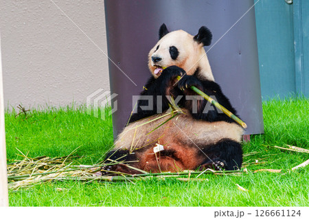 さよならパンダ 南紀白浜アドベンチャーワールドの楓浜⑩ さよならパンダ 南紀白浜アドベンチャーワールドの楓浜⑩ 126661124
