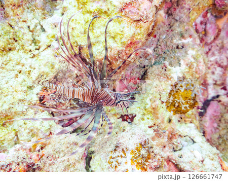 美しいハナミノカサゴ（ミノカサゴ亜科）の幼魚。 静岡県伊豆半島賀茂郡南伊豆町中木ヒリゾ浜2024 126661747
