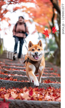紅葉の石段を元気に駆け降りる柴犬 126661877