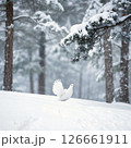 雪化粧のハイマツ樹林帯に姿を表したライチョウ 126661911