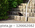 野良猫 126662082