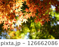 紅葉 126662086