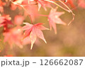 紅葉 126662087