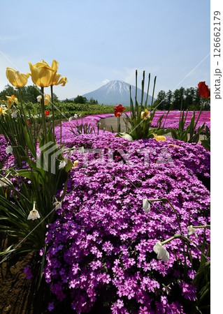 三島さん家の芝桜 三島さん家の芝桜 126662179