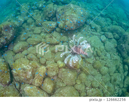 美しく大きなハナミノカサゴ。ソラスズメダイ他の群れを狙う。ヒリゾ浜中木南伊豆町伊豆半島静岡県2024 126662256
