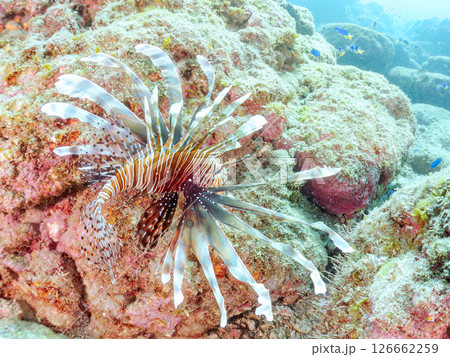 美しく大きなハナミノカサゴ。ソラスズメダイ他の群れを狙う。ヒリゾ浜中木南伊豆町伊豆半島静岡県2024 美しく大きなハナミノカサゴ。ソラスズメダイ他の群れを狙う。ヒリゾ浜中木南伊豆町伊豆半島静岡県2024 126662259