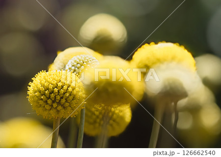 黄色く丸い花 黄色く丸い花 126662540