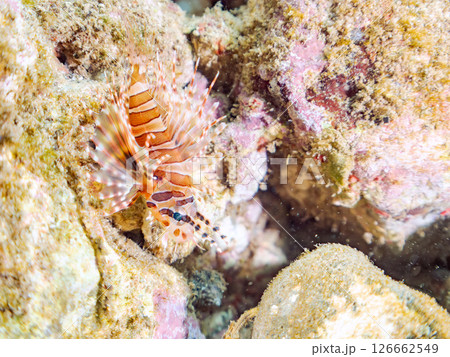 広げた羽根が美しいキリンミノ(フサカサゴ科)の幼魚。ヒリゾ浜中木南伊豆町伊豆半島静岡県2024 広げた羽根が美しいキリンミノ(フサカサゴ科)の幼魚。ヒリゾ浜中木南伊豆町伊豆半島静岡県2024 126662549