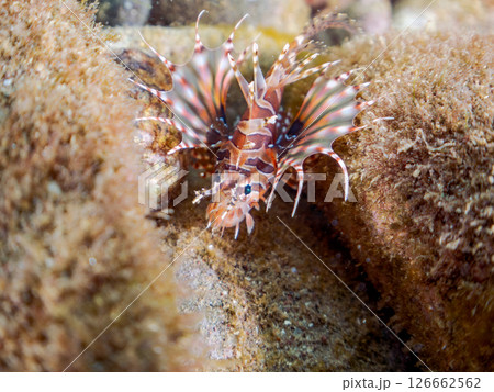 広げた羽根が美しいキリンミノ(フサカサゴ科)の幼魚。ヒリゾ浜中木南伊豆町伊豆半島静岡県2024 広げた羽根が美しいキリンミノ(フサカサゴ科)の幼魚。ヒリゾ浜中木南伊豆町伊豆半島静岡県2024 126662562