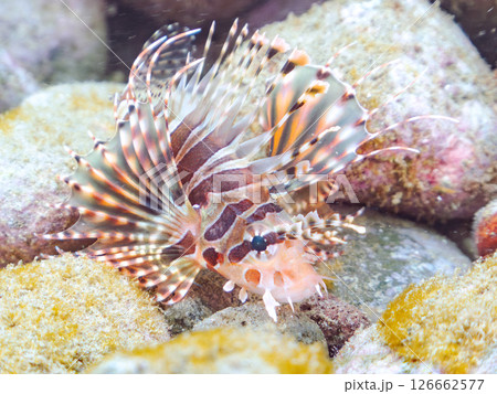 広げた羽根が美しいキリンミノ（フサカサゴ科）の幼魚。ヒリゾ浜中木南伊豆町伊豆半島静岡県2024 126662577