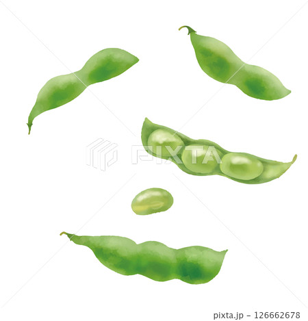 水彩 バラバラに置かれた新鮮な枝豆 水彩 バラバラに置かれた新鮮な枝豆 126662678