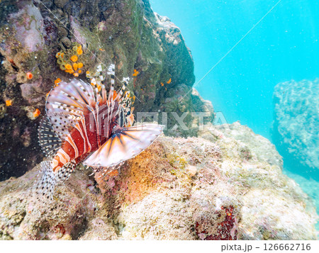 広げた羽根が美しいキリンミノ（フサカサゴ科）。ヒリゾ浜中木南伊豆町伊豆半島静岡県2024 126662716