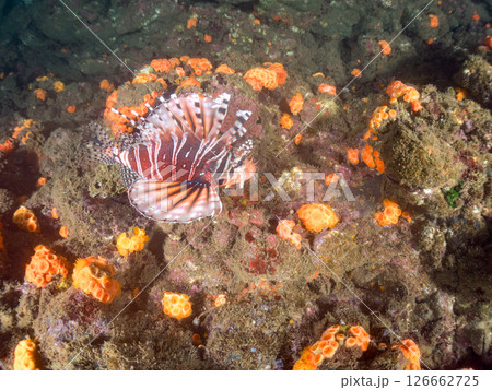 広げた羽根が美しいキリンミノ（フサカサゴ科）。ヒリゾ浜中木南伊豆町伊豆半島静岡県2024 126662725