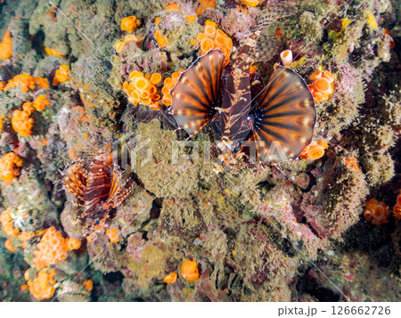 広げた羽根が美しいキリンミノ（フサカサゴ科）。ヒリゾ浜中木南伊豆町伊豆半島静岡県2024 126662726