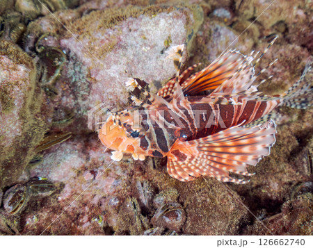 広げた羽根が美しいキリンミノ（フサカサゴ科）。ヒリゾ浜中木南伊豆町伊豆半島静岡県2024 126662740