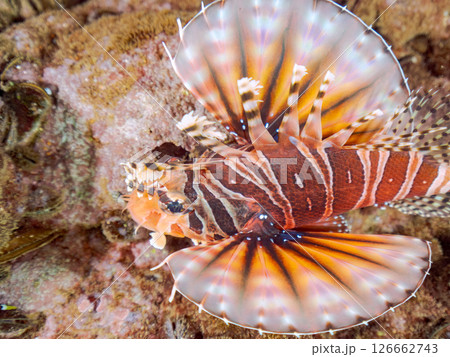 広げた羽根が美しいキリンミノ（フサカサゴ科）。ヒリゾ浜中木南伊豆町伊豆半島静岡県2024 126662743