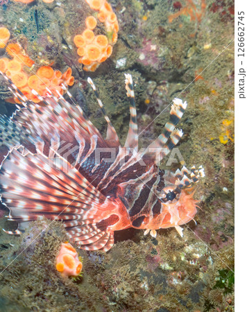 広げた羽根が美しいキリンミノ（フサカサゴ科）。ヒリゾ浜中木南伊豆町伊豆半島静岡県2024 126662745