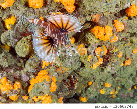 広げた羽根が美しいキリンミノ（フサカサゴ科）。ヒリゾ浜中木南伊豆町伊豆半島静岡県2024 126662748