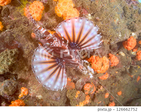 広げた羽根が美しいキリンミノ（フサカサゴ科）。ヒリゾ浜中木南伊豆町伊豆半島静岡県2024 126662752