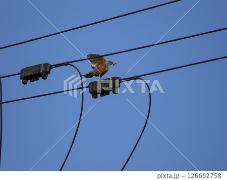 幼虫を捕まえたイソヒヨドリ 126662758