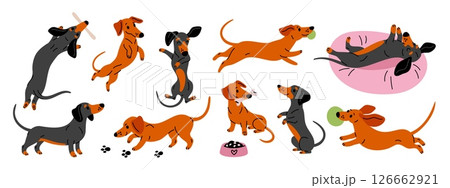 Cartoon happy dachshund character. Cheerful long dog, funny pet playing, eats and sleeps, different poses and activities, adorable pets stickers, puppy mascot garish vector isolated set 126662921