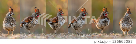 Full body and head shots of an american ruffed grouse in various poses 126663085