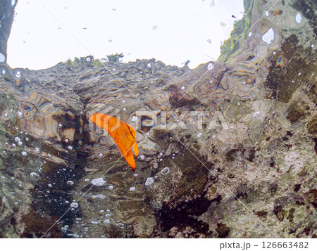 浅瀬を泳ぐナンヨウツバメウオの幼魚の半水面撮影 静岡県伊豆半島賀茂郡南伊豆町中木ヒリゾ浜2024 126663482