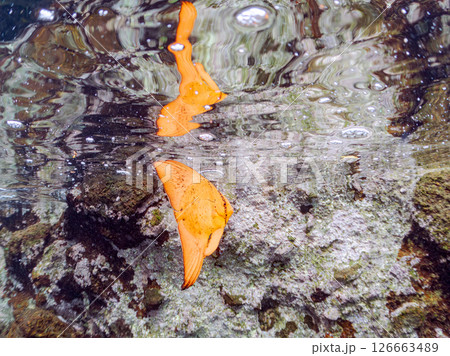 浅瀬を泳ぐナンヨウツバメウオの幼魚の半水面撮影 静岡県伊豆半島賀茂郡南伊豆町中木ヒリゾ浜2024 126663489