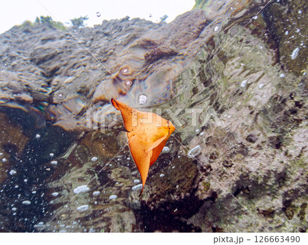 浅瀬を泳ぐナンヨウツバメウオの幼魚の半水面撮影 静岡県伊豆半島賀茂郡南伊豆町中木ヒリゾ浜2024 126663490