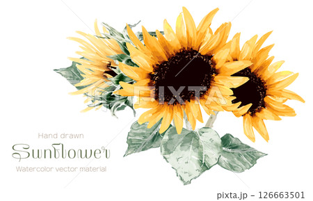 水彩で描いたひまわりのイラスト 126663501