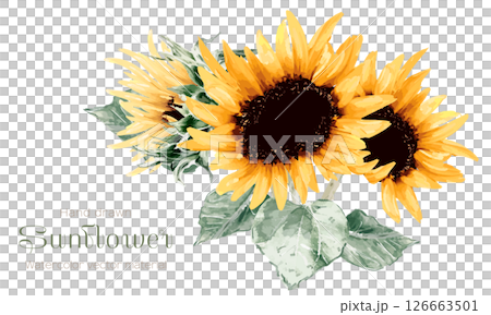 Illustration of sunflower drawn in watercolor 126663501